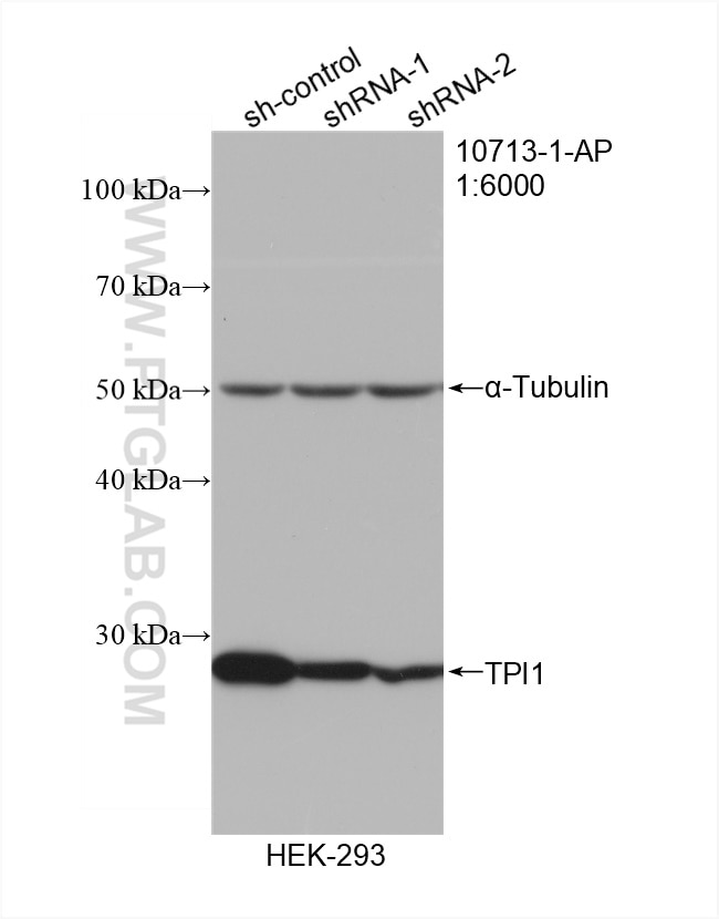 Western Blot (WB) analysis of HEK-293 cells using TPI1 Polyclonal antibody (10713-1-AP)
