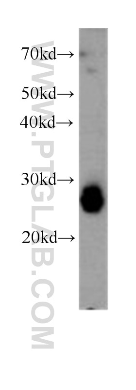 Western Blot (WB) analysis of HEK-293 cells using TPI1 Monoclonal antibody (60036-2-Ig)