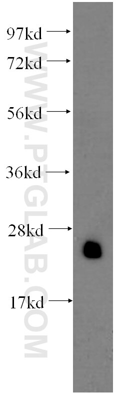 Western Blot (WB) analysis of HeLa cells using TPI1 Monoclonal antibody (60036-2-Ig)
