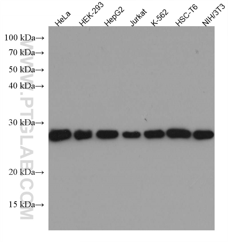 Western Blot (WB) analysis of various lysates using TPI1 Monoclonal antibody (67515-1-Ig)