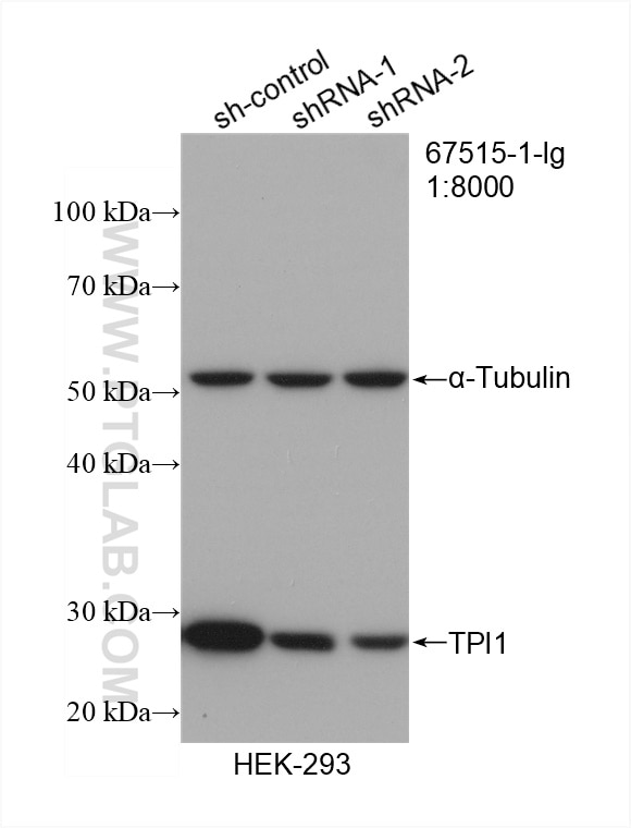 Western Blot (WB) analysis of HEK-293 cells using TPI1 Monoclonal antibody (67515-1-Ig)