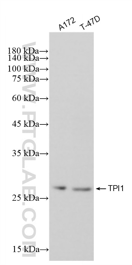 WB analysis using 88045-1-RR Western Blot (WB) analysis of various lysates using TPI1 Recombinant monoclonal antibody (88045-1-RR)