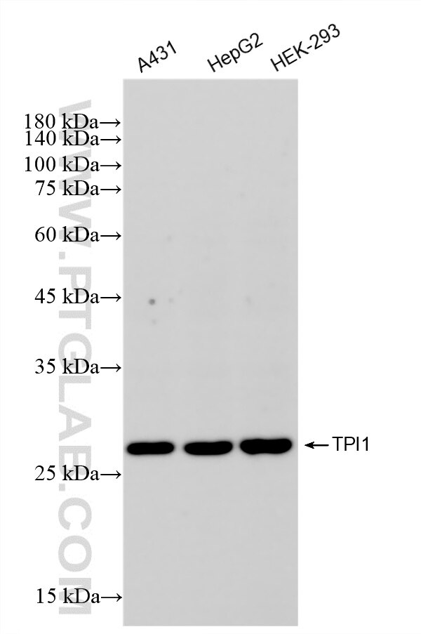 WB analysis using 88045-1-RR Western Blot (WB) analysis of various lysates using TPI1 Recombinant monoclonal antibody (88045-1-RR)