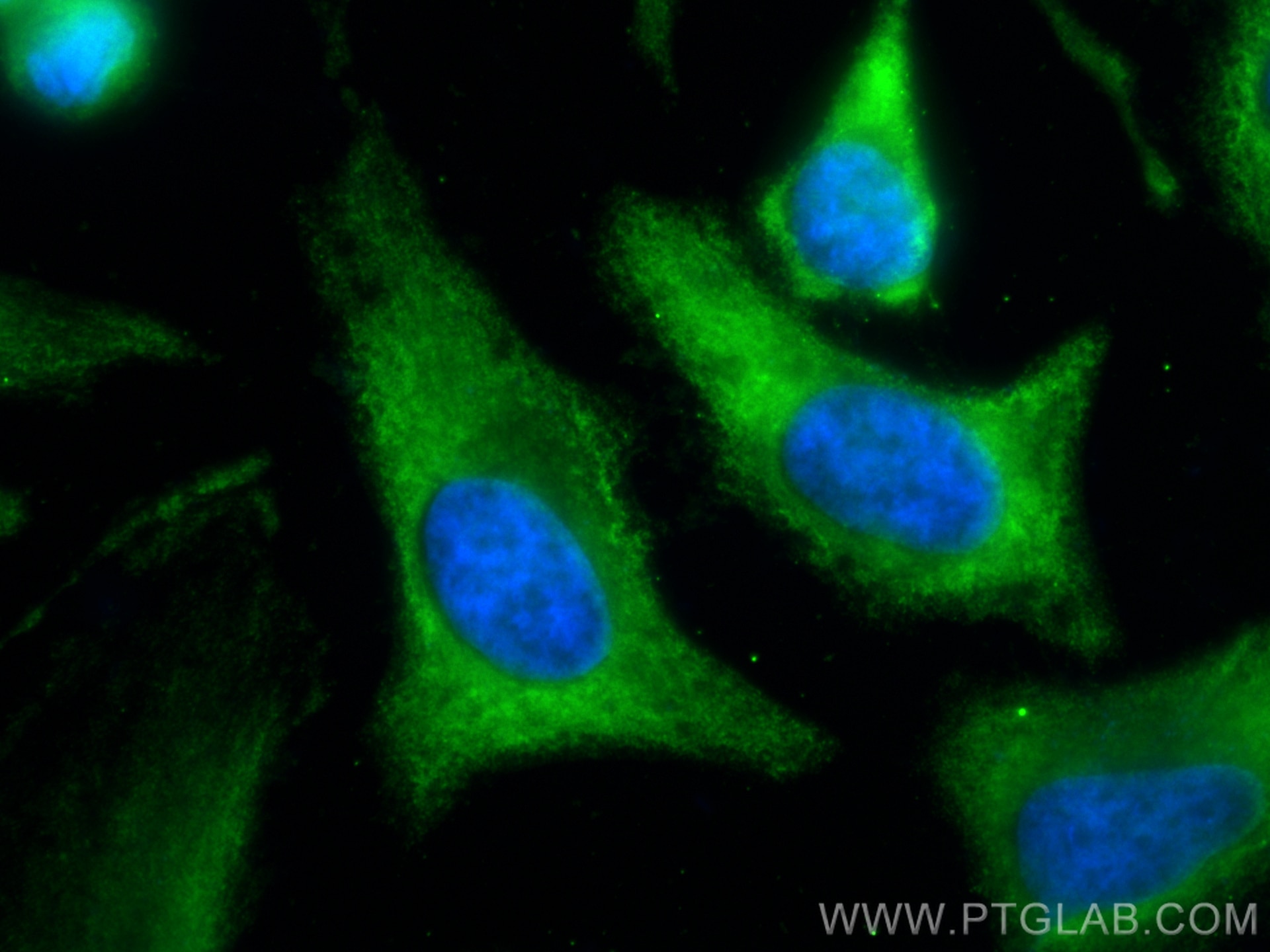 Immunofluorescence (IF) / fluorescent staining of HeLa cells using CoraLite® Plus 488-conjugated TPI1 Monoclonal anti (CL488-67515)