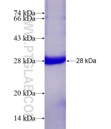TPI1 fusion protein Ag16653 SDS-PAGE