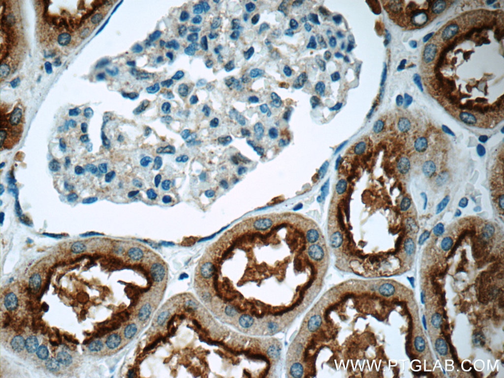 Immunohistochemistry (IHC) staining of human kidney tissue using TPK1 Polyclonal antibody (10942-1-AP)