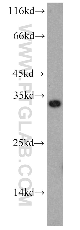 Western Blot (WB) analysis of HEK-293 cells using TPK1 Polyclonal antibody (10942-1-AP)
