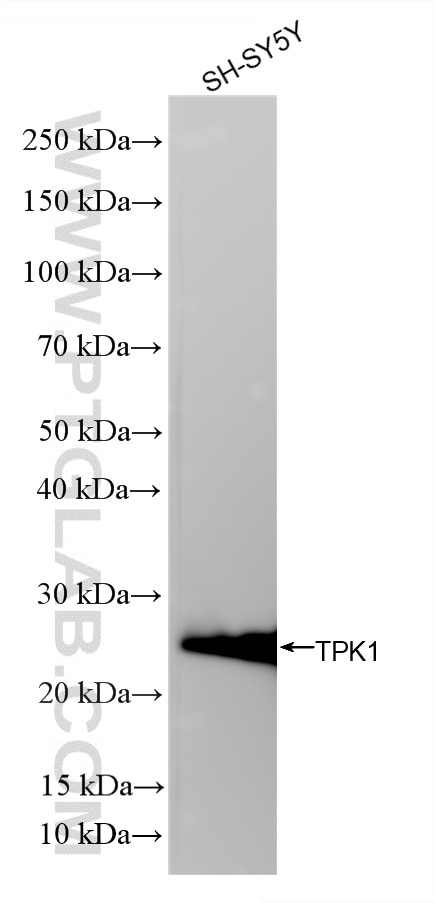 Western Blot (WB) analysis of various lysates using TPK1 Recombinant monoclonal antibody (86878-1-RR)