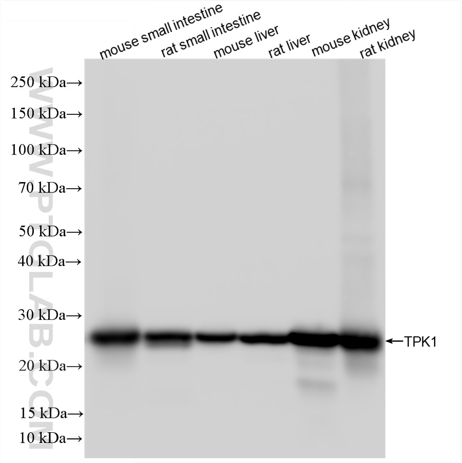 Western Blot (WB) analysis of various lysates using TPK1 Recombinant monoclonal antibody (86878-1-RR)