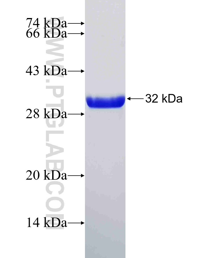TPM1 fusion protein Ag29525 SDS-PAGE