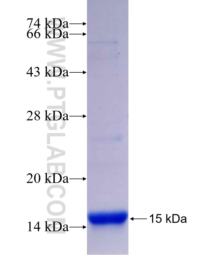 TPM1 fusion protein Ag29546 SDS-PAGE