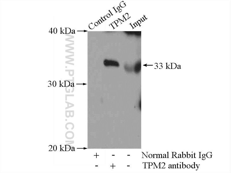 Immunoprecipitation (IP) experiment of mouse skeletal muscle tissue using TPM2 Polyclonal antibody (11038-1-AP)