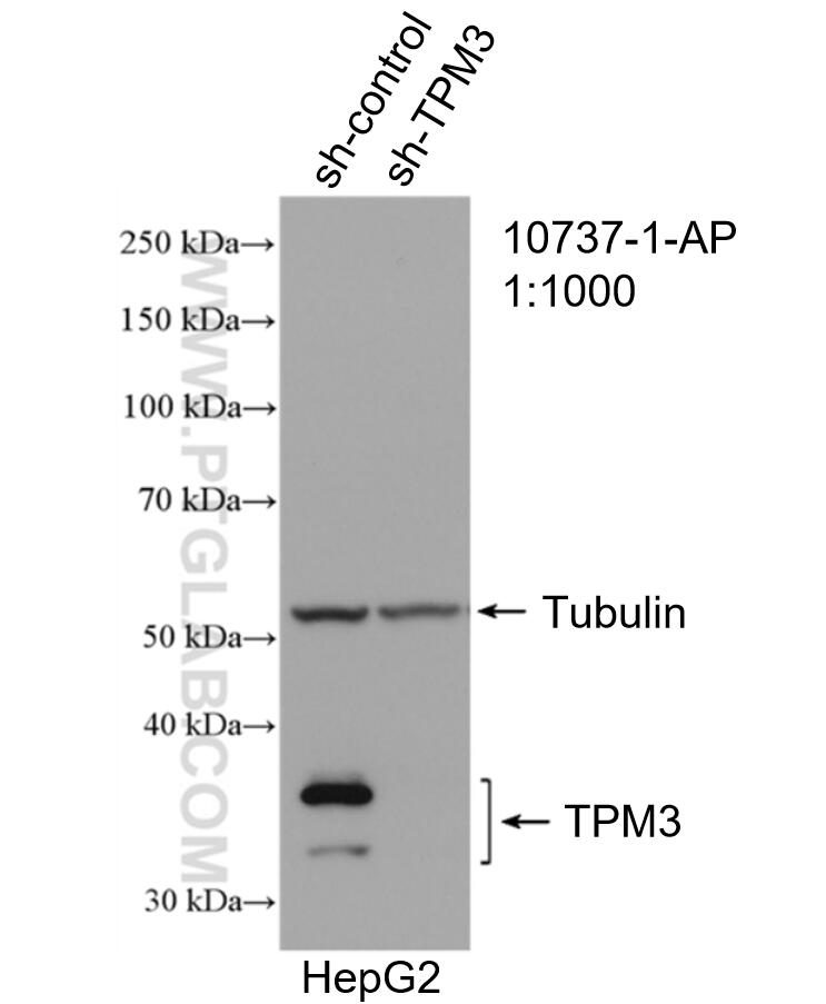 Western Blot (WB) analysis of HepG2 cells using TPM3 Polyclonal antibody (10737-1-AP)