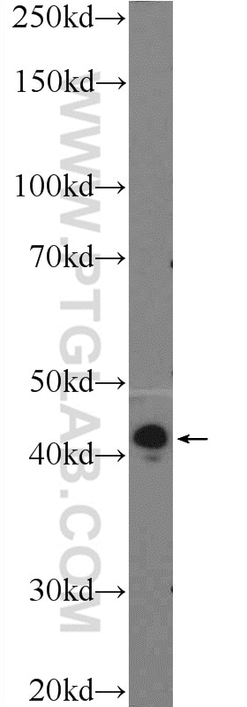 Western Blot (WB) analysis of HepG2 cells using TPM3 Polyclonal antibody (55444-1-AP)