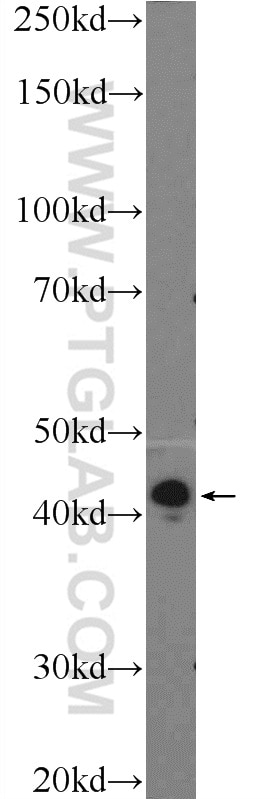 WB analysis of HepG2 using 55444-1-AP