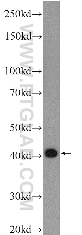 Western Blot (WB) analysis of mouse skeletal muscle tissue using TPM3 Polyclonal antibody (55444-1-AP)