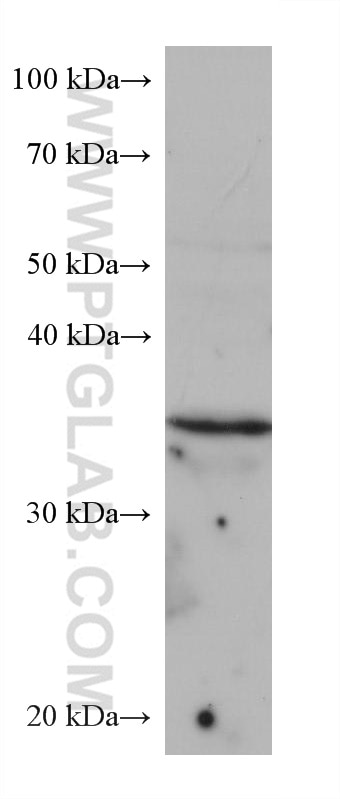 Western Blot (WB) analysis of U2OS cells using TPM3 Monoclonal antibody (68158-1-Ig)
