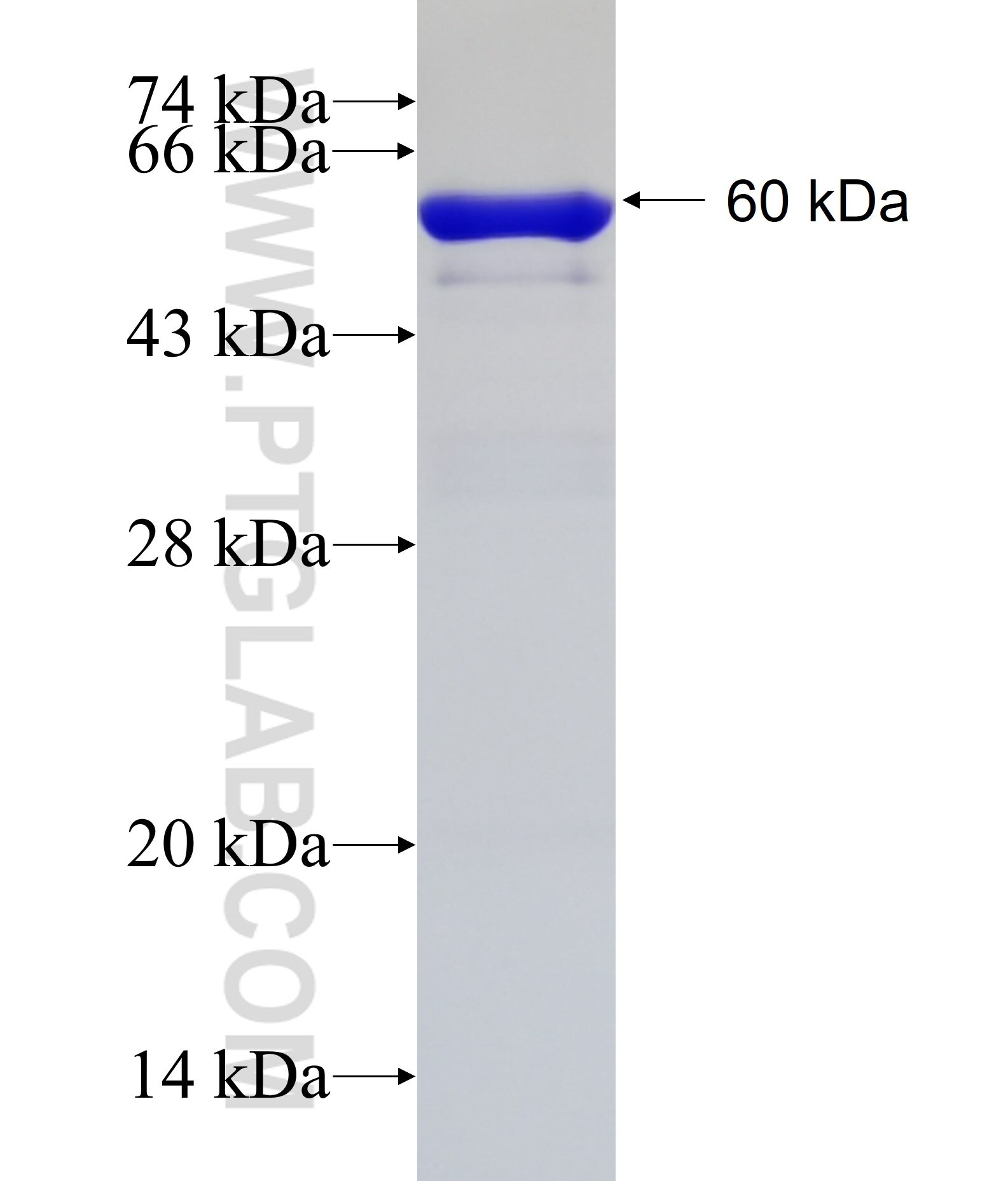 TPM3 fusion protein Ag1171 SDS-PAGE