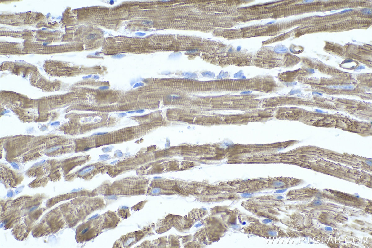 Immunohistochemistry (IHC) staining of mouse heart tissue using TPM4 Monoclonal antibody (67244-1-Ig)