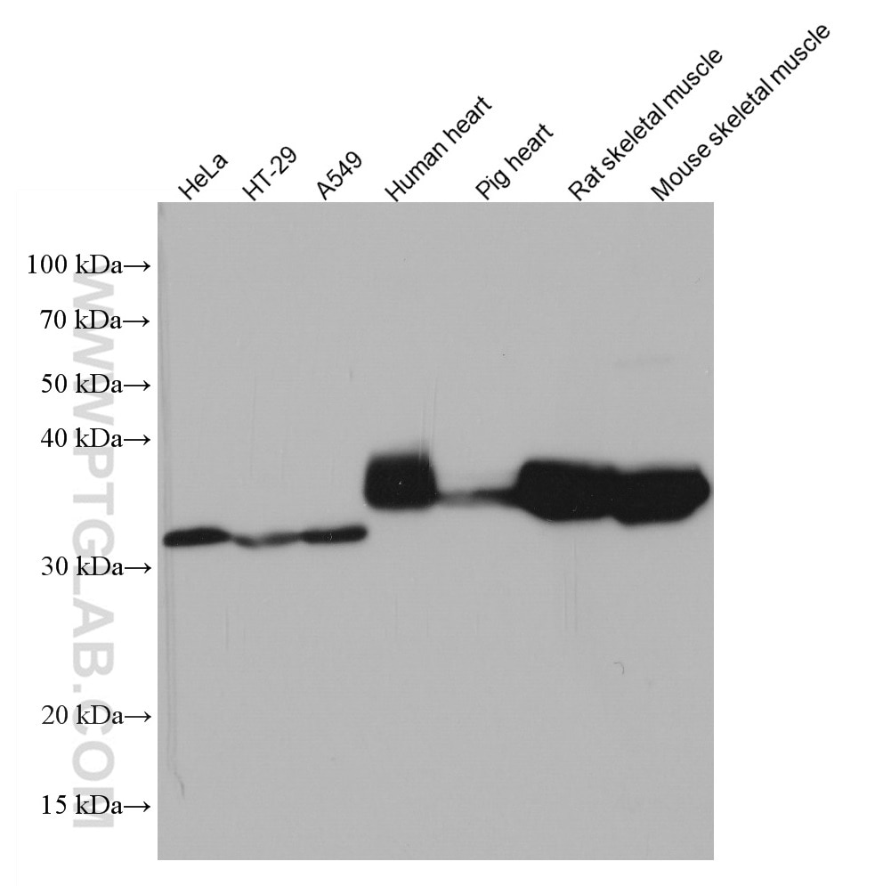 Western Blot (WB) analysis of various lysates using TPM4 Monoclonal antibody (67244-1-Ig)