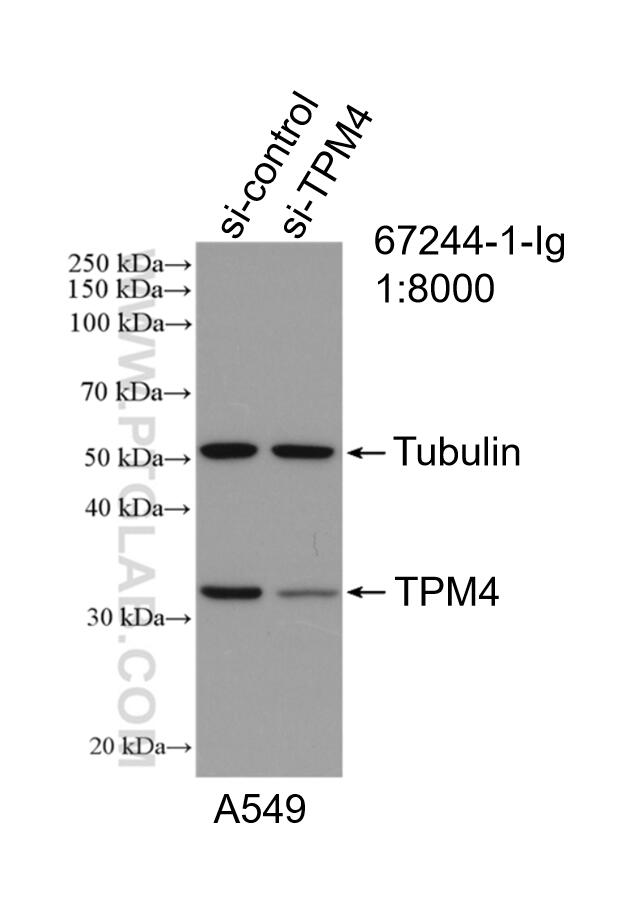 Western Blot (WB) analysis of A549 cells using TPM4 Monoclonal antibody (67244-1-Ig)