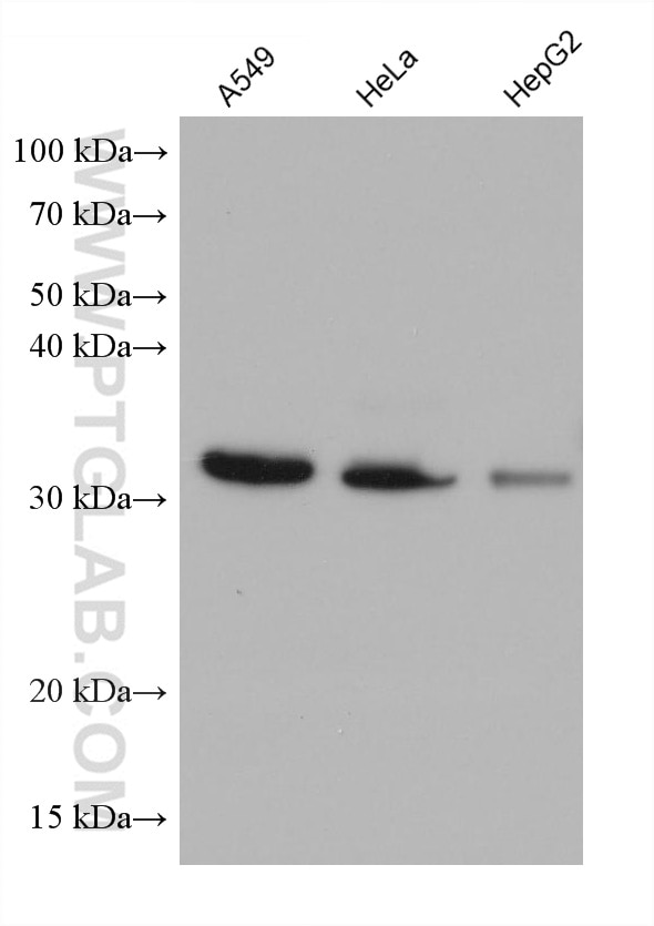 Western Blot (WB) analysis of various lysates using TPM4 Monoclonal antibody (67244-1-Ig)