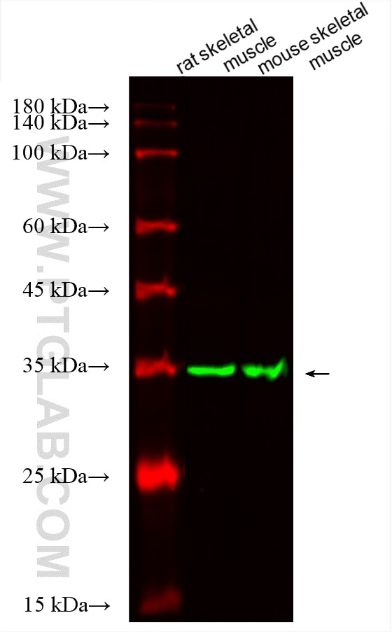Western Blot (WB) analysis of various lysates using CoraLite® Plus 488-conjugated TPM4 Monoclonal anti (CL488-67244)
