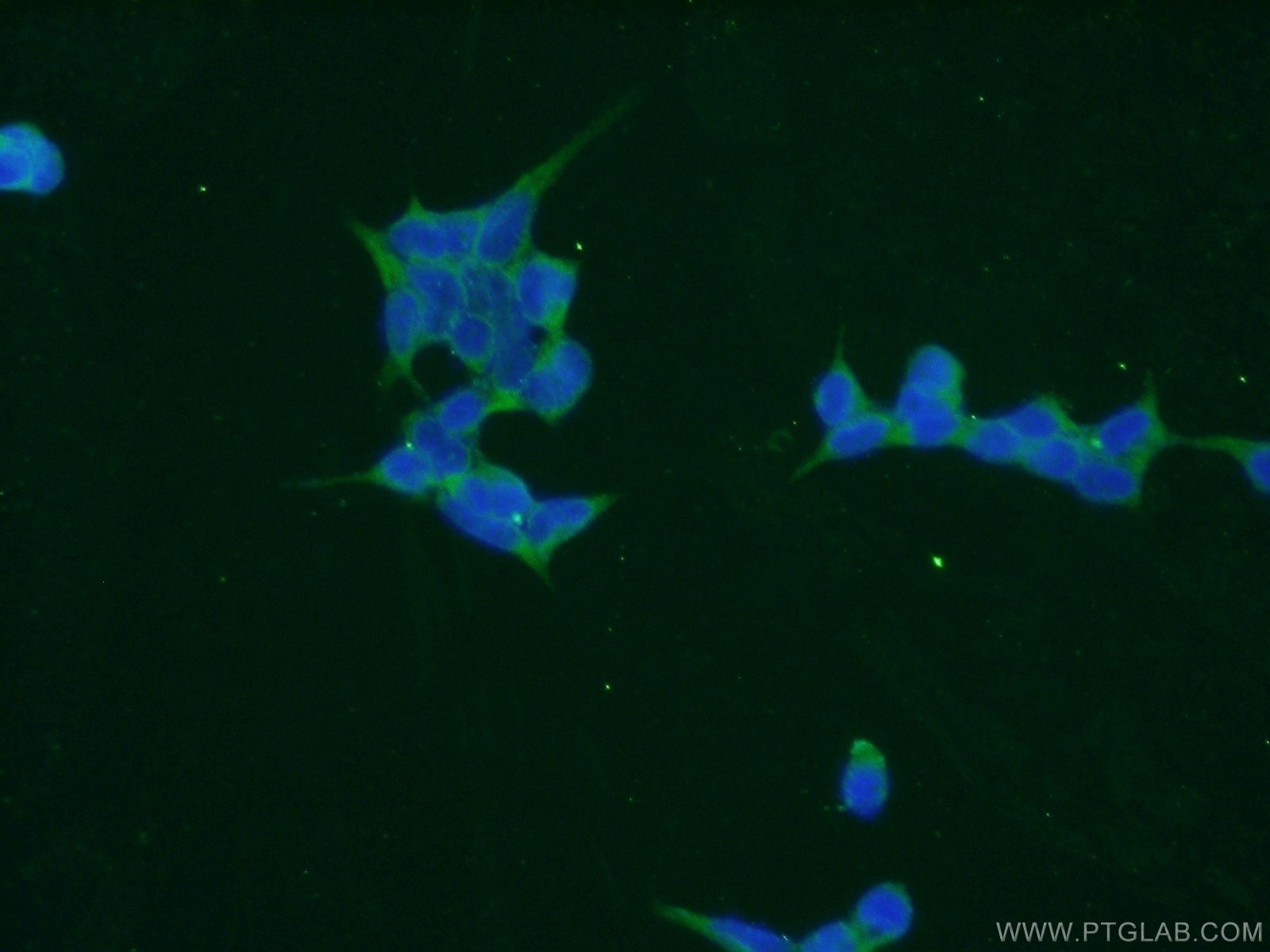 Immunofluorescence (IF) / fluorescent staining of HEK-293 cells using TPMT Polyclonal antibody (10682-1-AP)