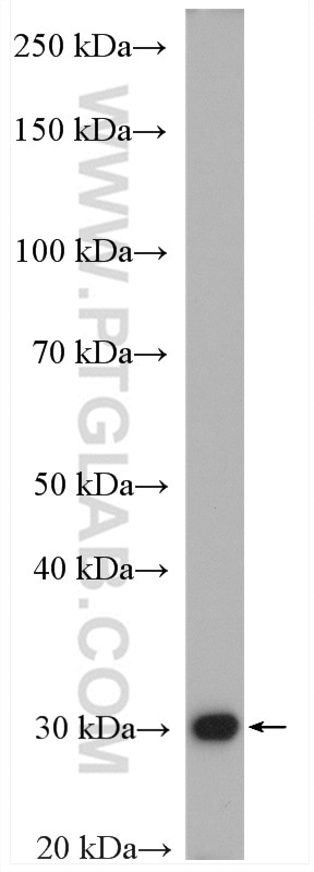 Western Blot (WB) analysis of mouse kidney tissue using TPMT Polyclonal antibody (10682-1-AP)