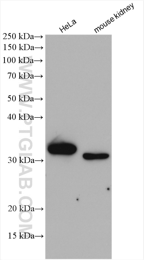 Western Blot (WB) analysis of various lysates using TPMT Polyclonal antibody (10682-1-AP)