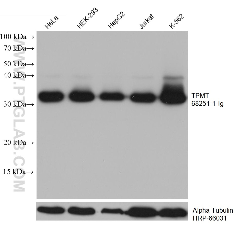 Western Blot (WB) analysis of various lysates using TPMT Monoclonal antibody (68251-1-Ig)