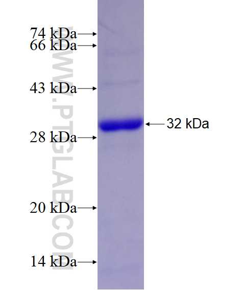 TPMT fusion protein Ag28693 SDS-PAGE