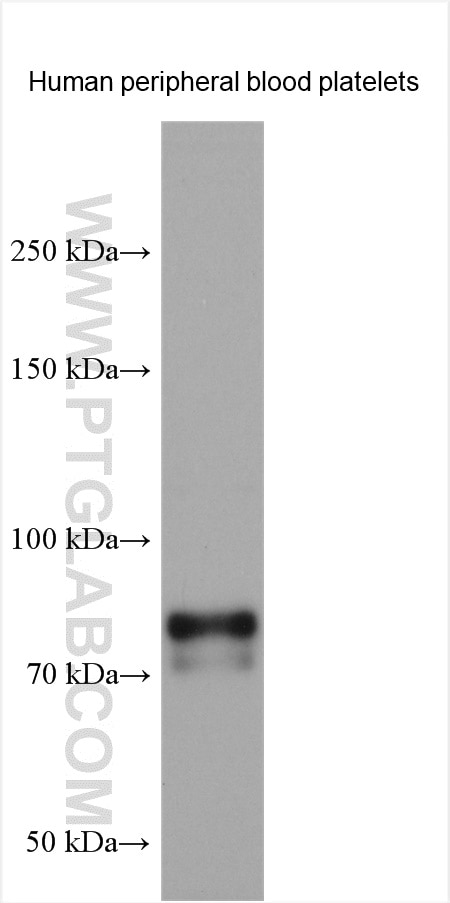 WB analysis using 24760-1-AP