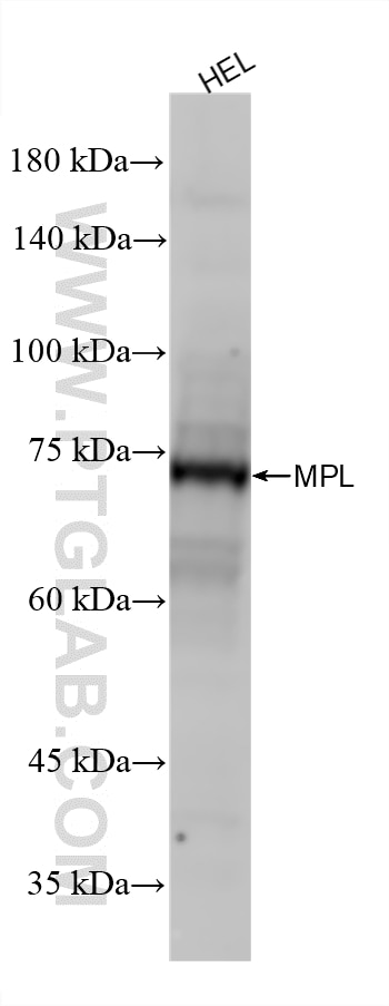 Western Blot (WB) analysis of HEL cells using TPOR/MPL  Recombinant monoclonal antibody (86495-3-RR)