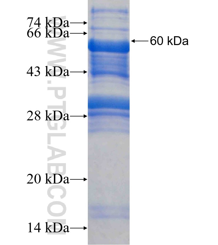 TPP1 fusion protein Ag3173 SDS-PAGE
