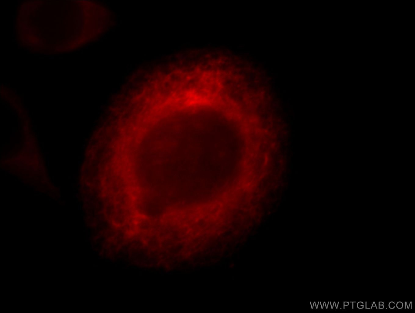 IF Staining of MCF-7 using 66017-1-Ig