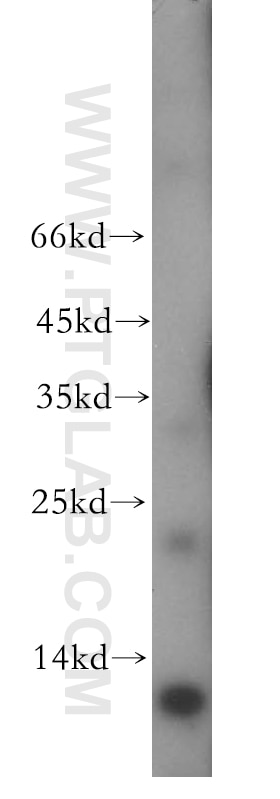 Western Blot (WB) analysis of mouse spleen tissue using TPPP Polyclonal antibody (18742-1-AP)