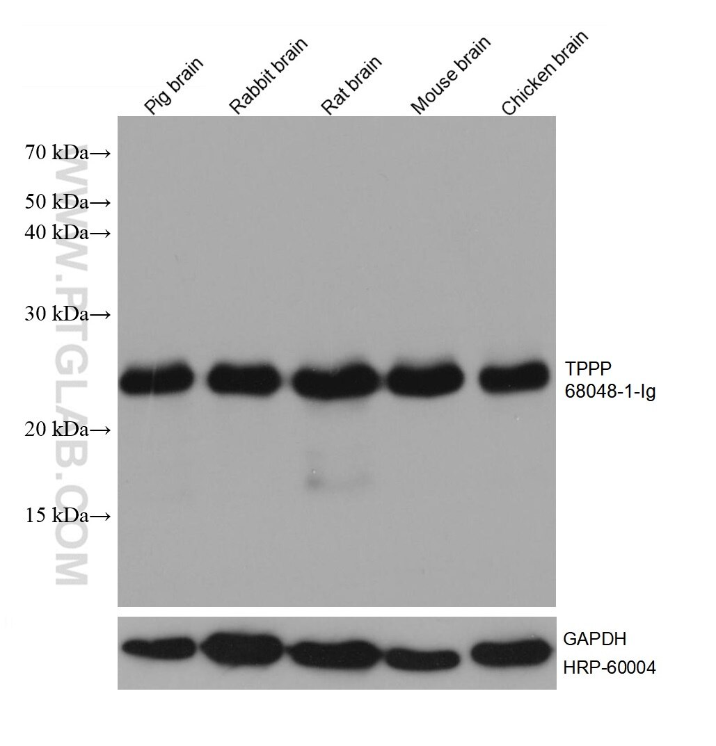 Western Blot (WB) analysis of various lysates using TPPP Monoclonal antibody (68048-1-Ig)