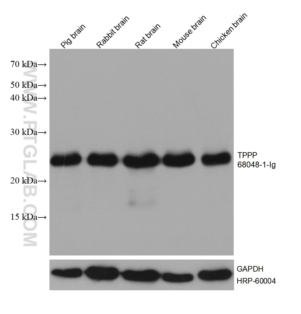 Western Blot (WB) analysis of various lysates using TPPP Monoclonal antibody (68048-1-Ig)