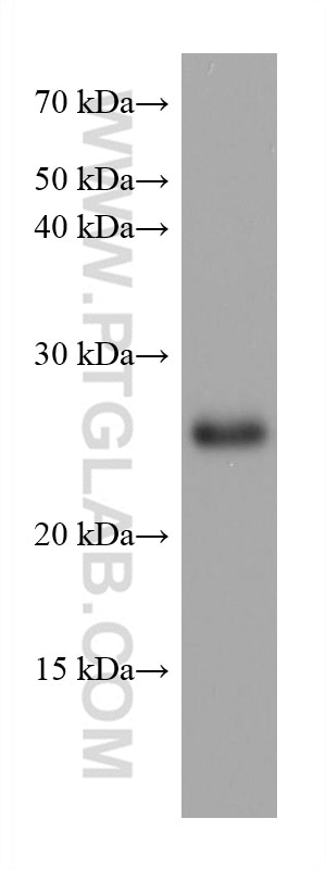 Western Blot (WB) analysis of pig cerebellum tissue using TPPP Monoclonal antibody (68048-1-Ig)