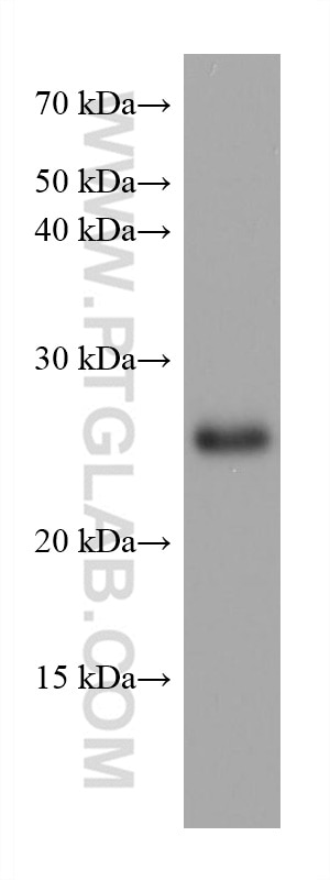 Western Blot (WB) analysis of pig cerebellum tissue using TPPP Monoclonal antibody (68048-1-Ig)