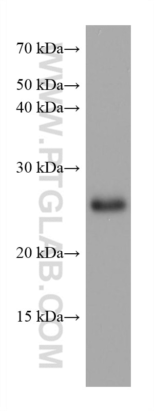 WB analysis of pig cerebellum using 68048-1-Ig