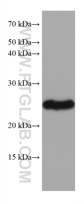 Western Blot (WB) analysis of rabbit cerebellum tissue using TPPP Monoclonal antibody (68048-1-Ig)