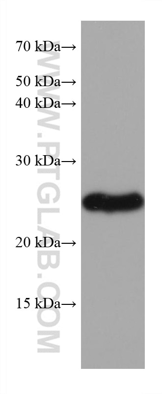 WB analysis of rabbit cerebellum using 68048-1-Ig