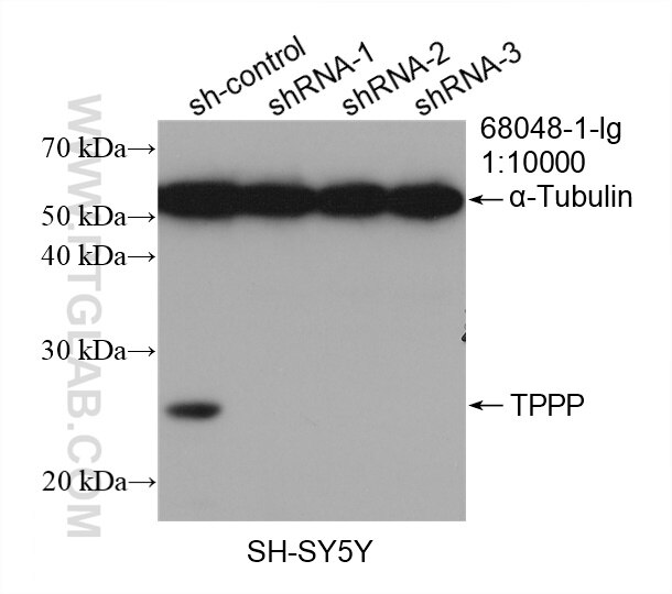Western Blot (WB) analysis of SH-SY5Y cells using TPPP Monoclonal antibody (68048-1-Ig)