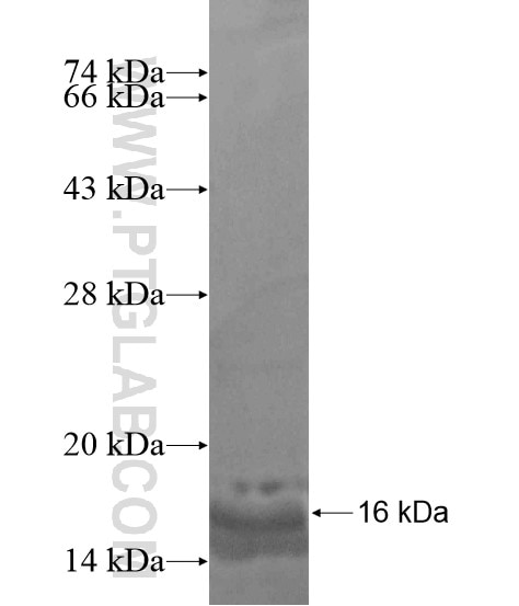 TPPP fusion protein Ag19046 SDS-PAGE