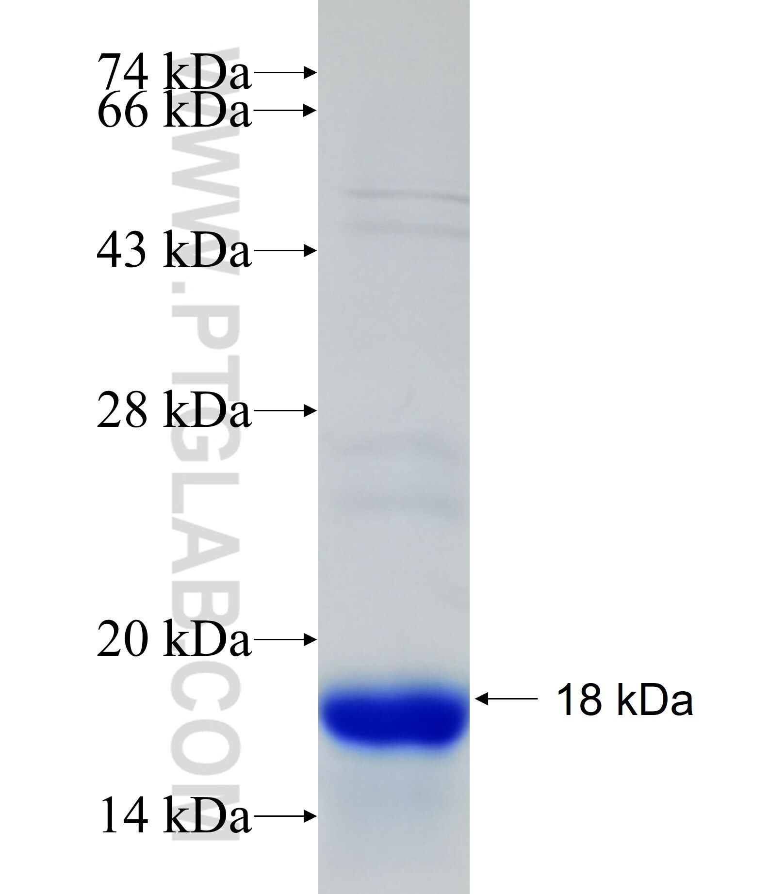 TPPP fusion protein Ag19046 SDS-PAGE