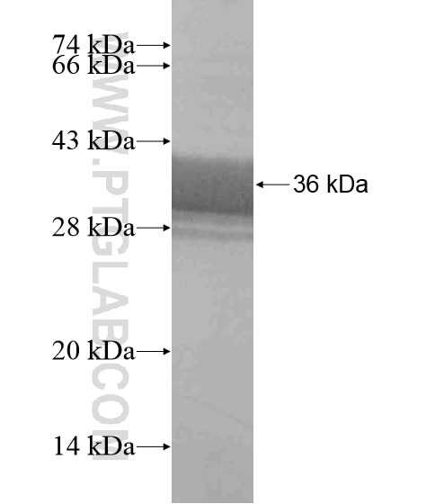 TPPP fusion protein Ag19159 SDS-PAGE