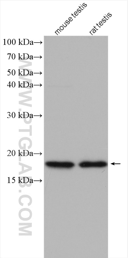Western Blot (WB) analysis of various lysates using TPPP2 Polyclonal antibody (13633-1-AP)