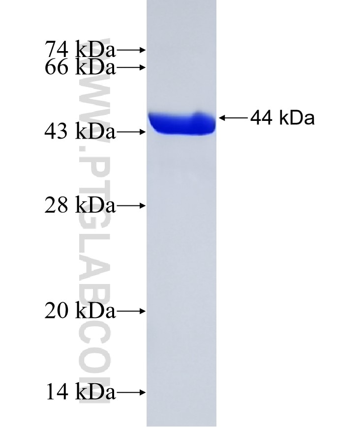 TPPP2 fusion protein Ag4561 SDS-PAGE
